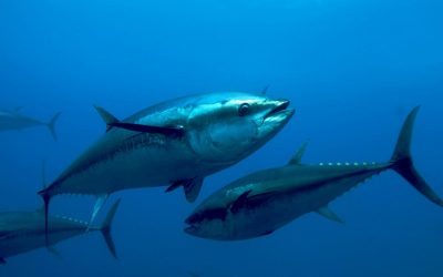 Pesca tonno – riorganizzare il comparto su base regionale