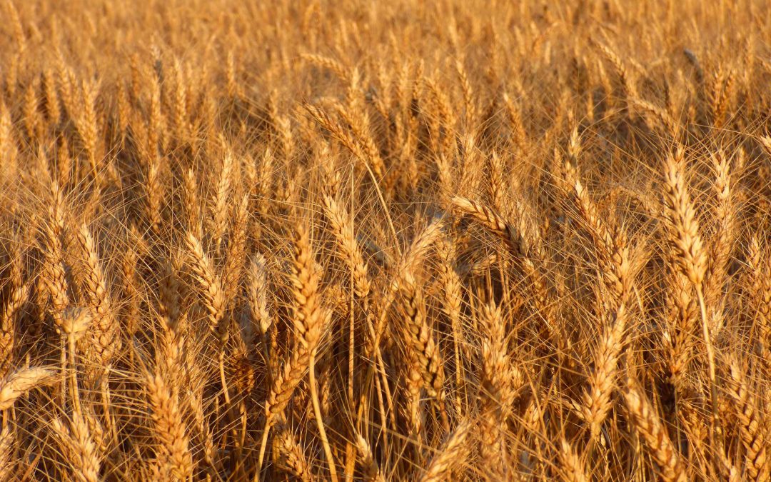 Grano Cappelli, è necessario fare chiarezza per salvaguardare una filiera